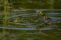 Teichfrosch (Rana kl. esculenta) - 10